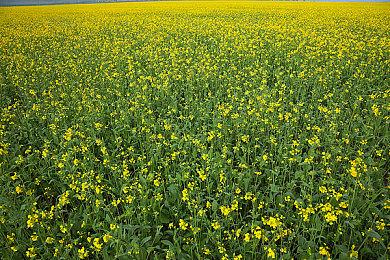 为了玩家！《使命召唤：黑色行动7》拒绝大量品牌联动内容