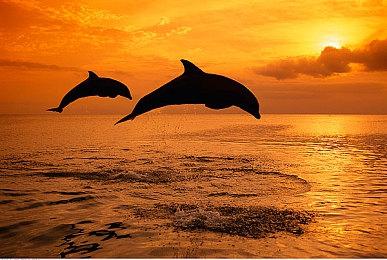 日本文化厅2026年新制度 允许无主IP游戏重新制作